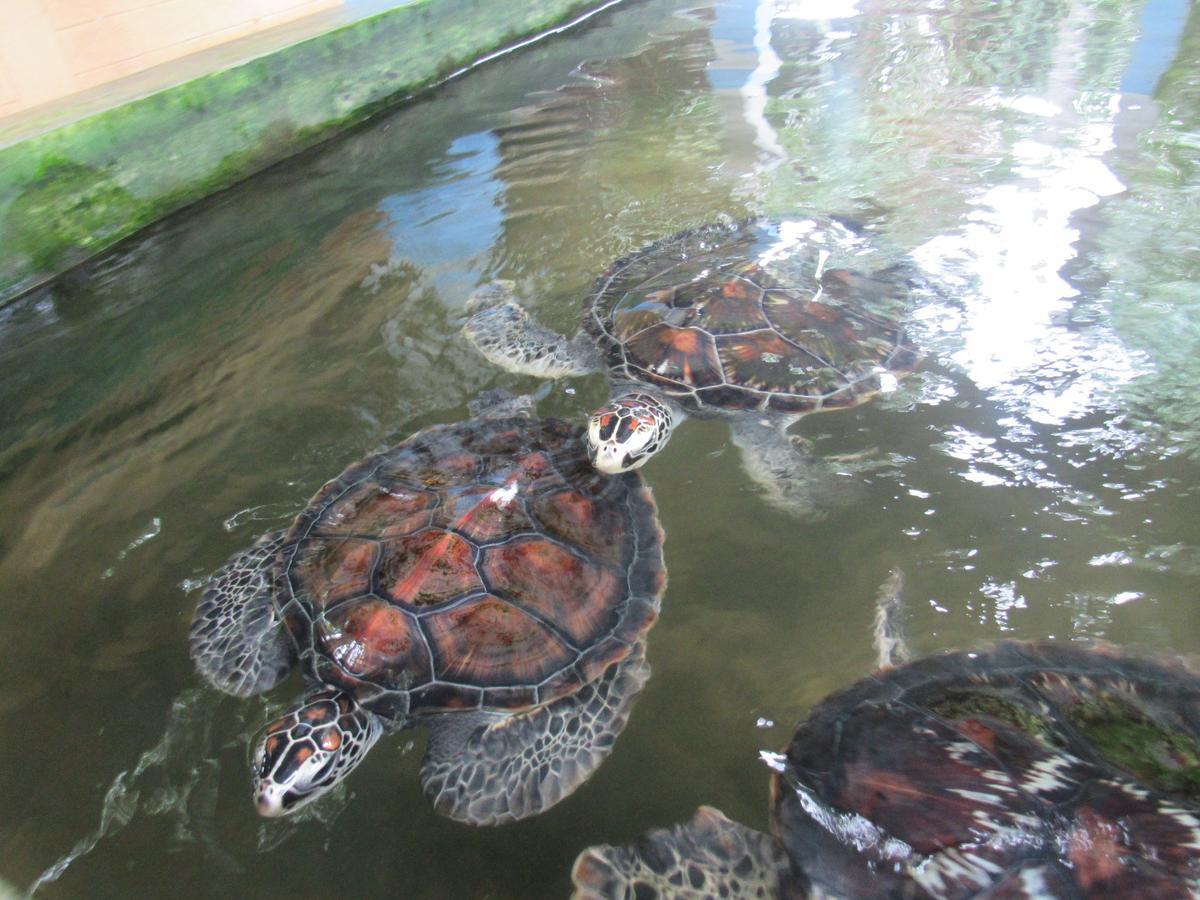 Leatherback Beach Villa 亚洪加拉 外观 照片