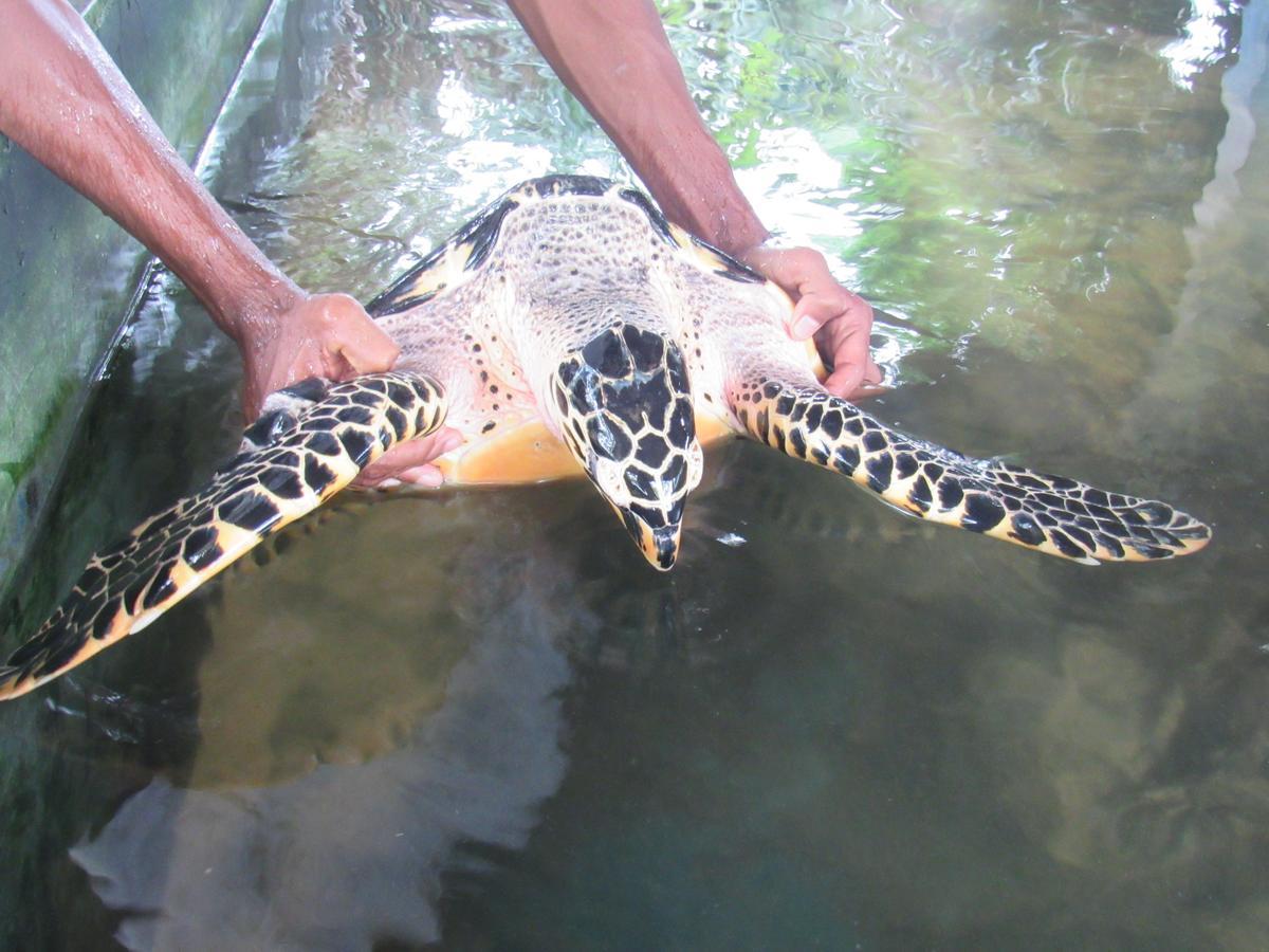 Leatherback Beach Villa 亚洪加拉 外观 照片