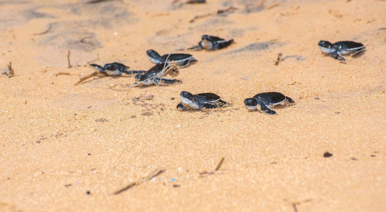 Leatherback Beach Villa 亚洪加拉 外观 照片