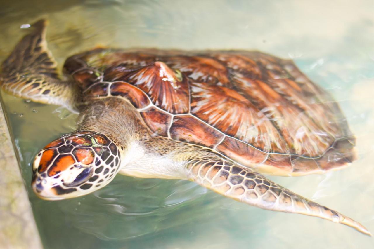 Leatherback Beach Villa 亚洪加拉 外观 照片
