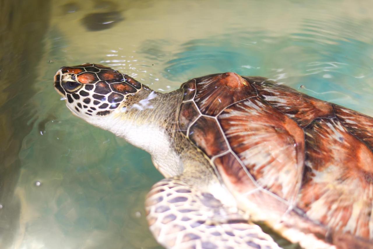 Leatherback Beach Villa 亚洪加拉 外观 照片