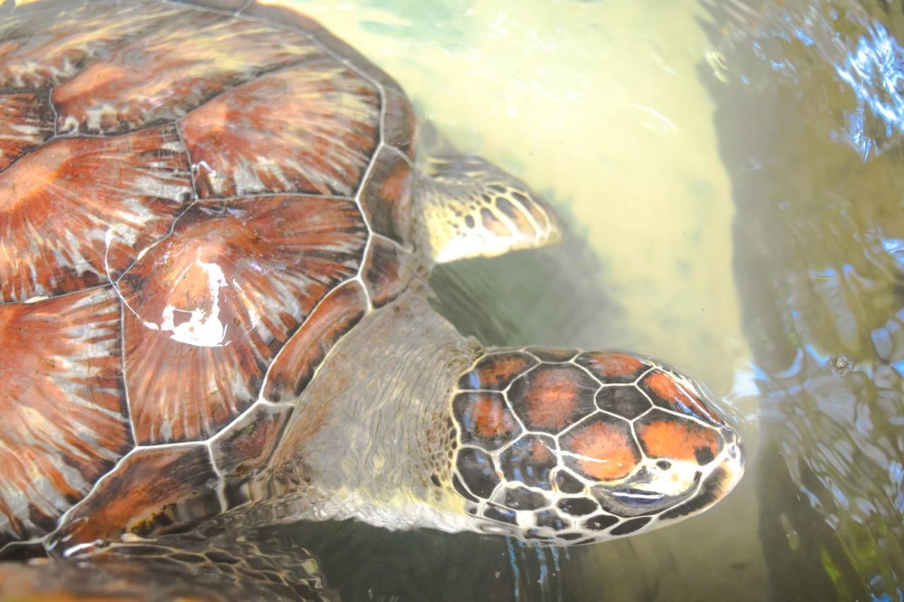 Leatherback Beach Villa 亚洪加拉 外观 照片