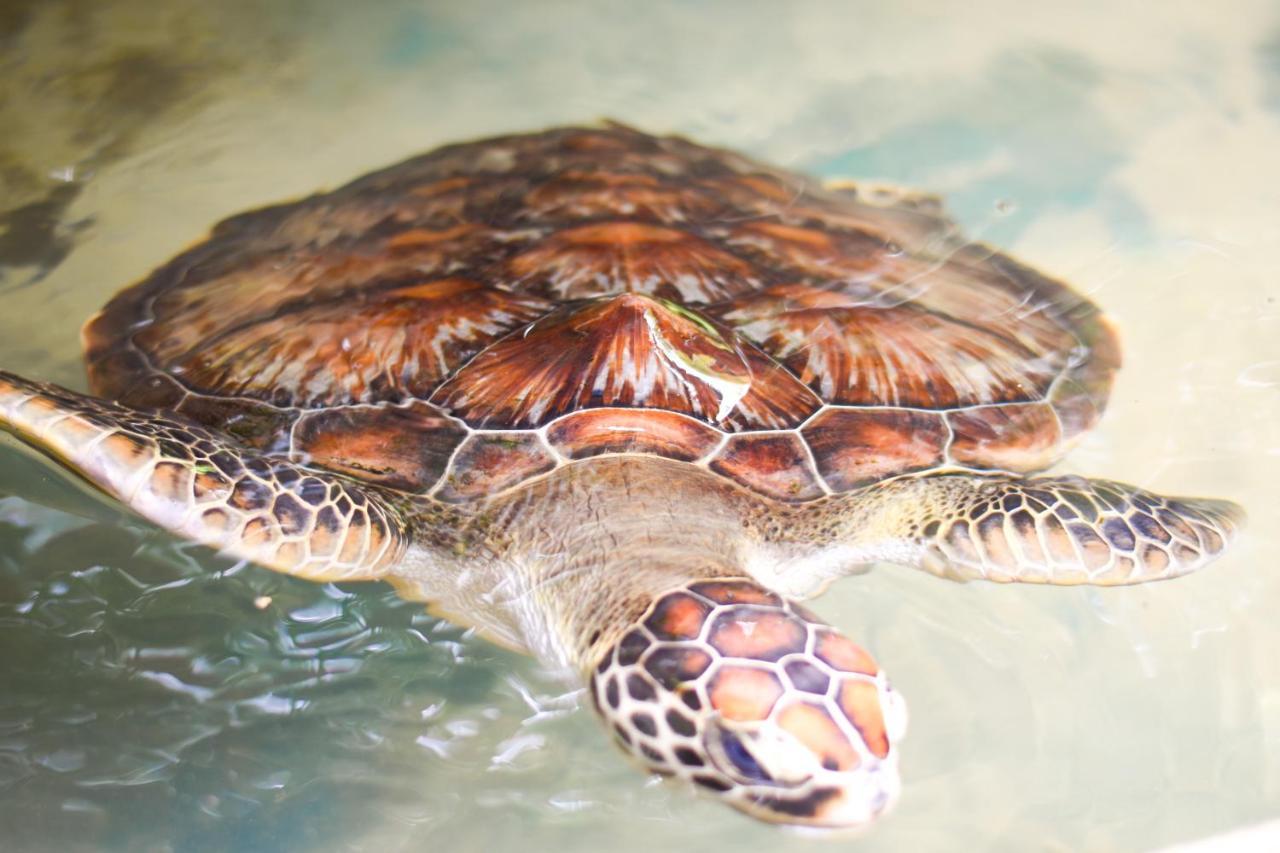 Leatherback Beach Villa 亚洪加拉 外观 照片